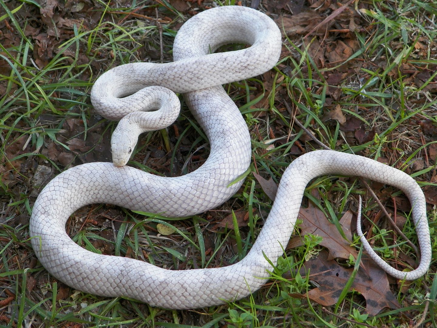 Our Gray Rat Snake Project - FaunaClassifieds